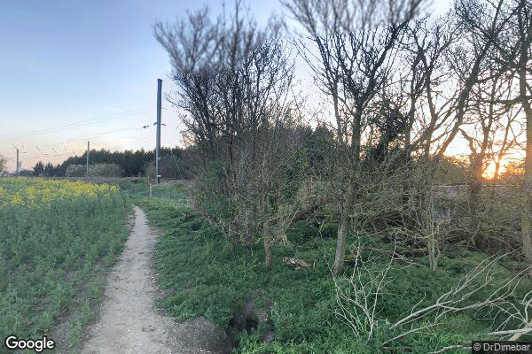 PRIMROSE — street view